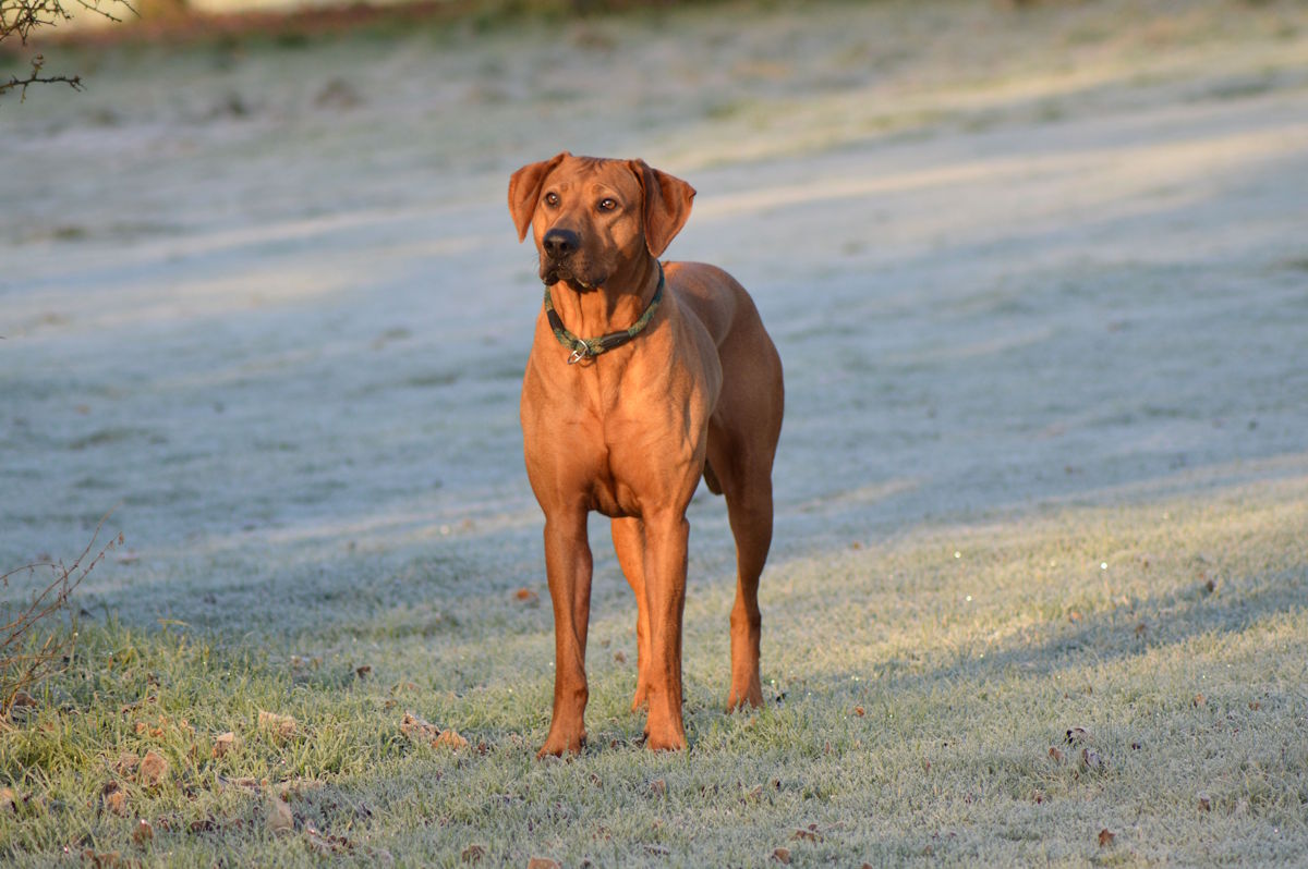 Midlands & Northern Rhodesian Ridgeback Club